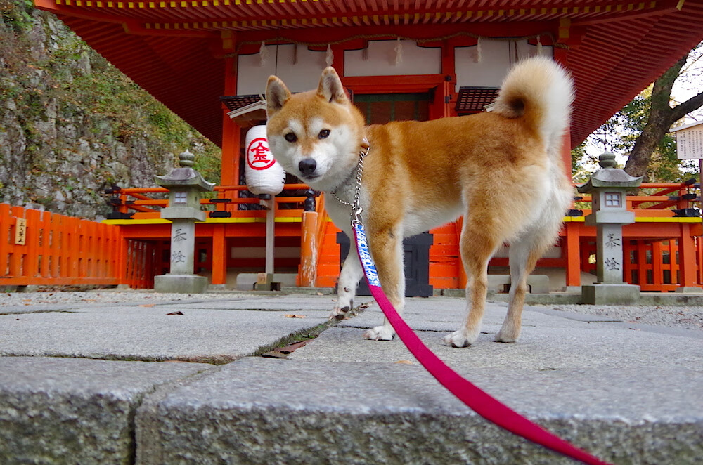 开云体育网页版入口-博塔弗戈渴望爆冷,面对马竞迎难而上,博塔弗戈足球俱乐部