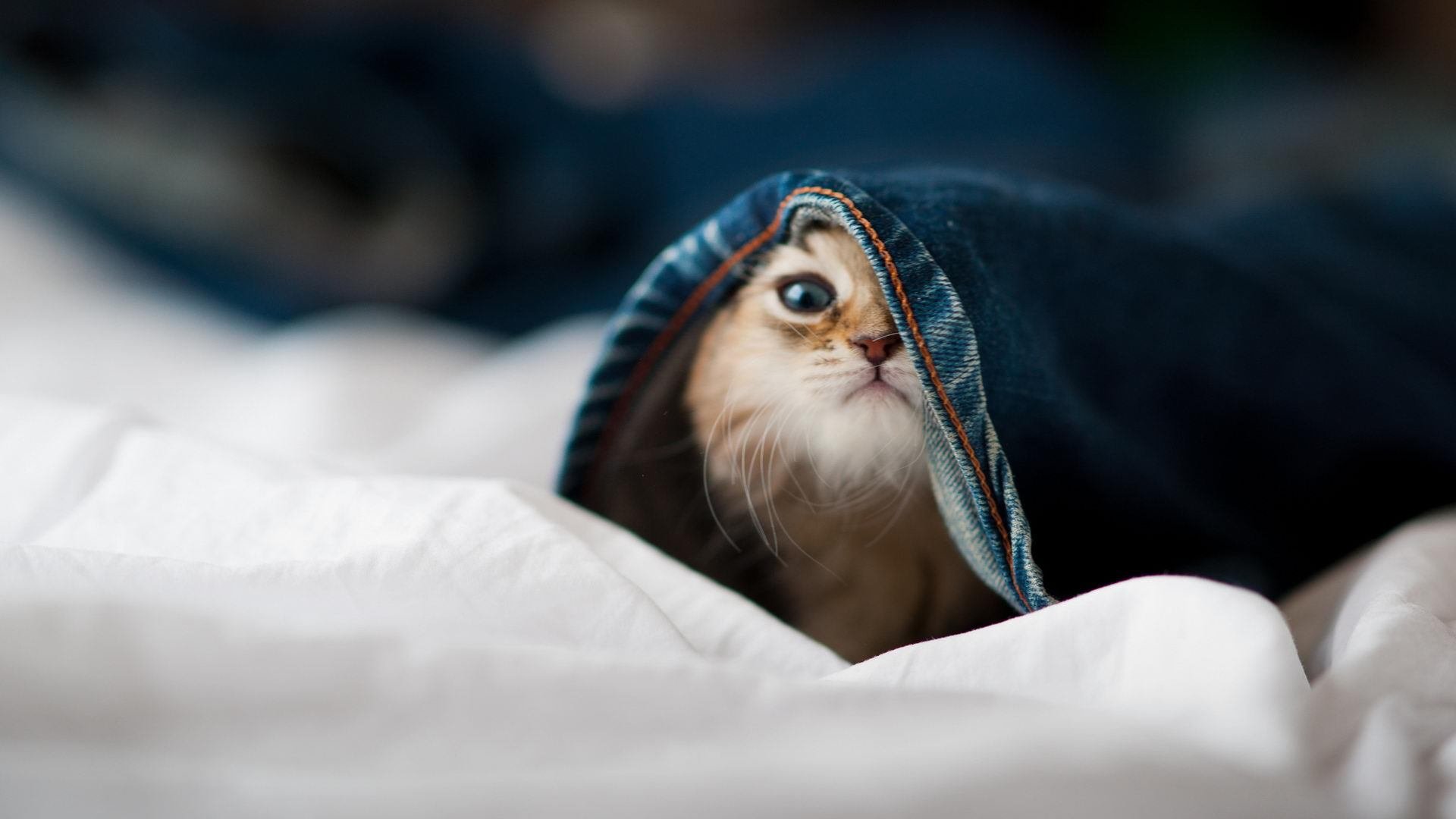 kaiyun网站-朗斯边锋频繁内切创造射门空间，朗斯球队实力怎么样