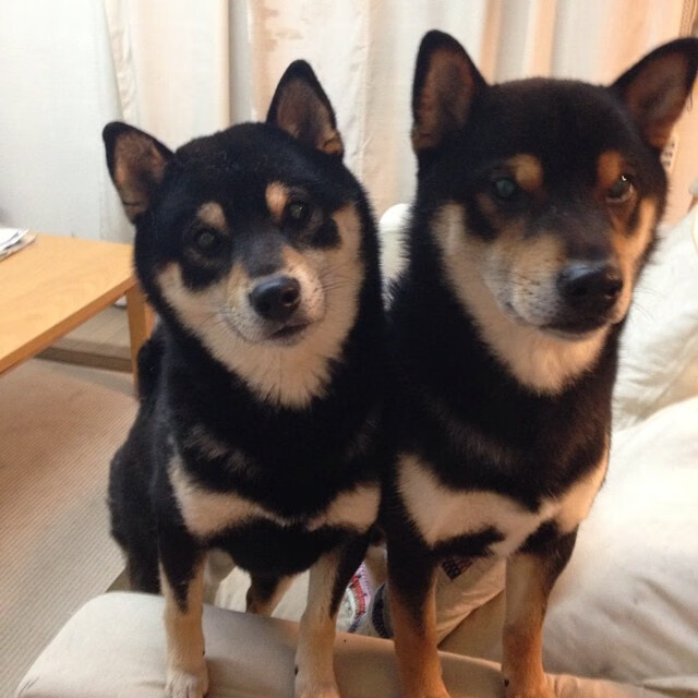 开云体育官方网站登陆-瑞典队战术：如何通过发球压制对手，瑞典的防守