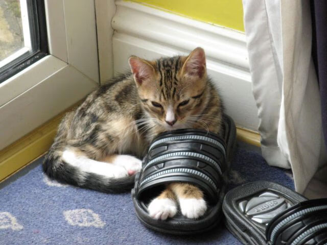 开云体育在线登入-水球比赛摩纳哥防线稳固，摩纳哥 网球